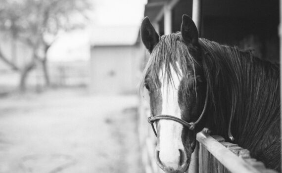 horse in grayscale photography