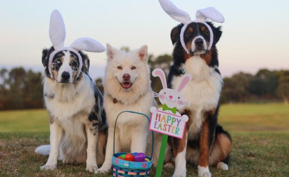 australian shepherd, aussie, shepherd, blue merle, blue eye, easter, happy easter, easter egg hunt, eggs, rabbit, easter bunny, pet, canine, cute, nature, dog, animal, finnish lapphund, white, fluffy, eastercollection